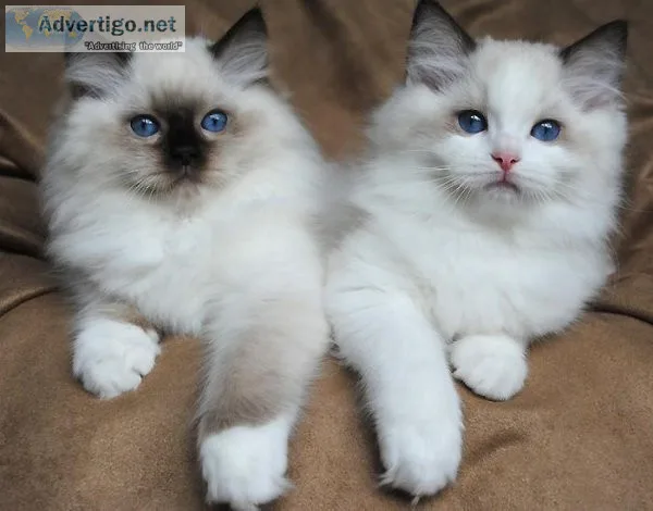 Male Ragdoll Kittens