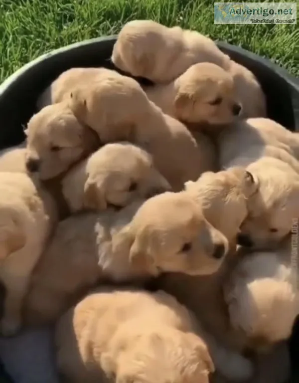 My dog just gave birth to this wonderful puppies but I can&rsquo