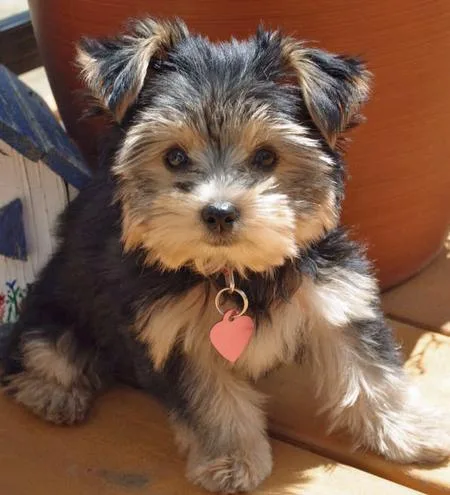 Miniature Yorkshire Terriers Puppies Ready