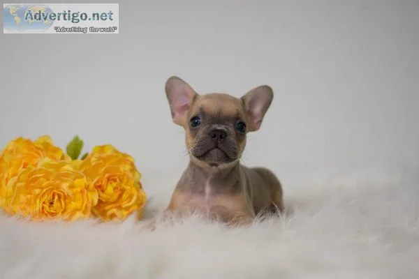 Tyler French Bulldog