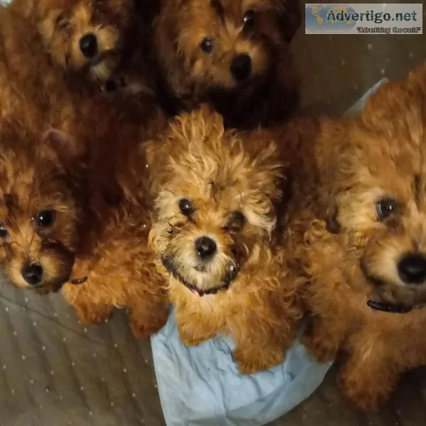 5 female shihpoo puppies for sale
