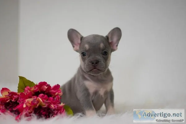 Kelly French Bulldog