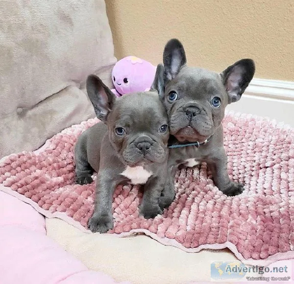 French bulldog puppies