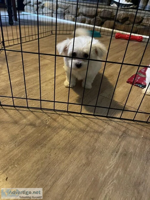 Morkies