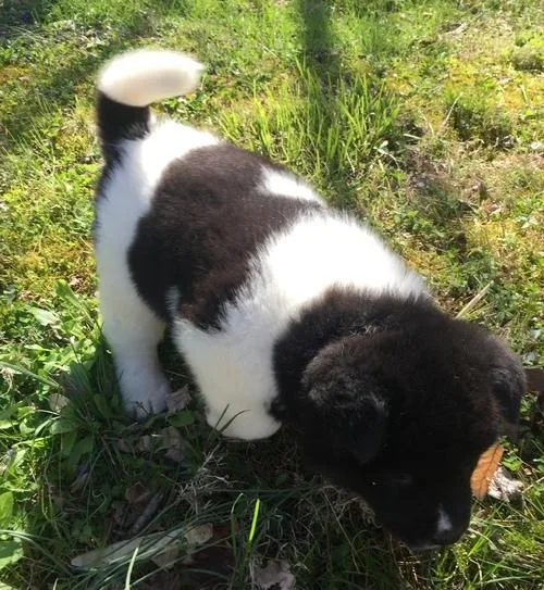Both Cute Akita Puppies for Sale