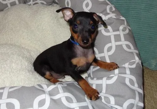 Miniature Pinscher Puppies for Sale