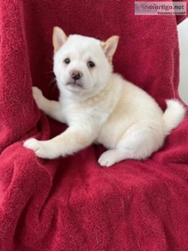 Chase shiba Inu