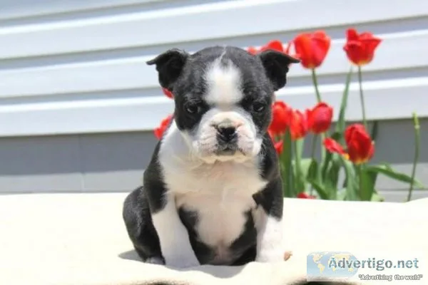 Blue Boston Terrier Puppies
