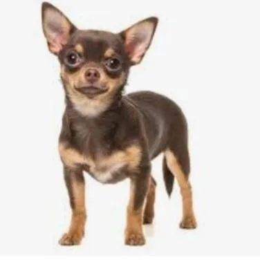 Chihuahua