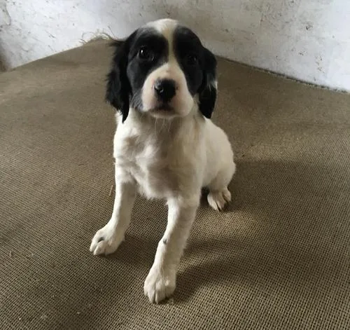 English Setter Puppies For Sale