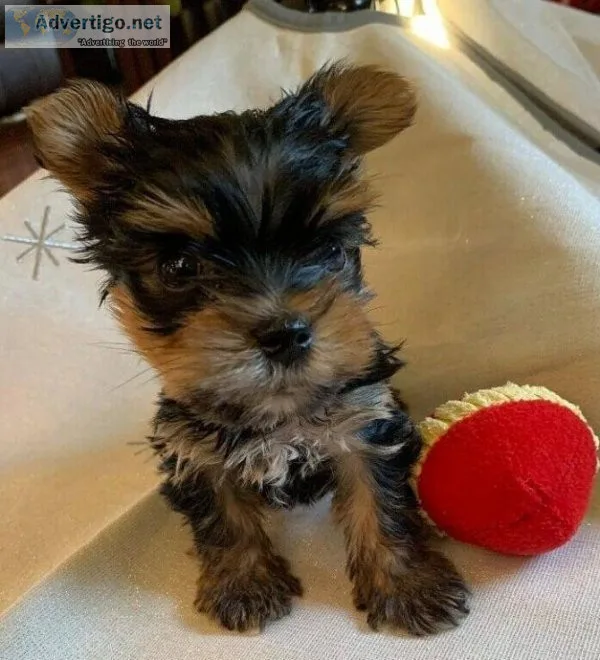 Yorkie Puppies Available
