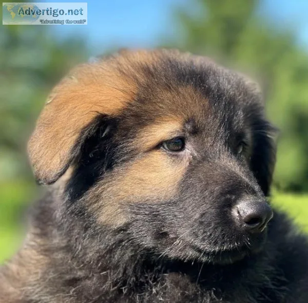 Billy german Shepherd