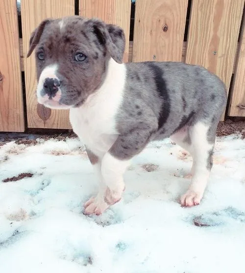 Alapaha Blue Blood Bulldog Puppies For Sale