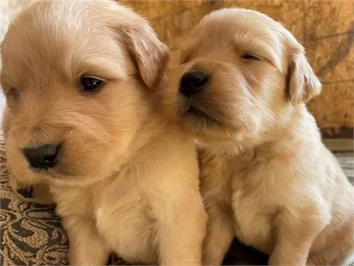 Golden Retriever Puppies