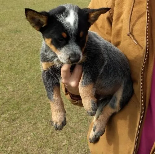 Australian Cattle Dog Puppies For Sale
