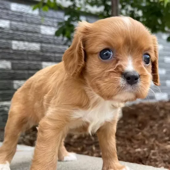 Puppy available for serious buyers only.