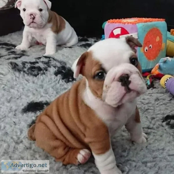 English Bulldog Puppies.
