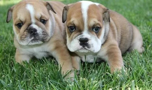 English Bulldog Puppies For Sale