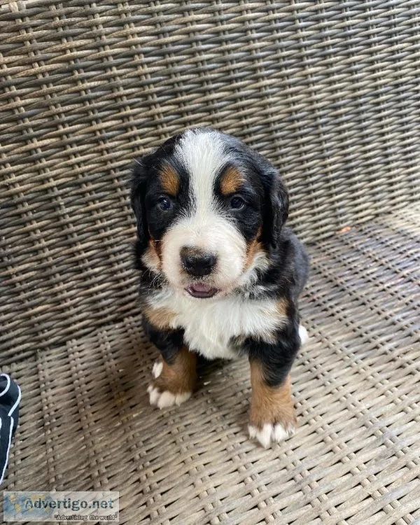 Bernese mountain dog puppies