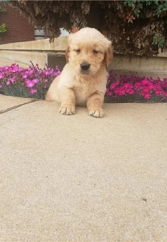 Gorgeous golden retriever puppies
