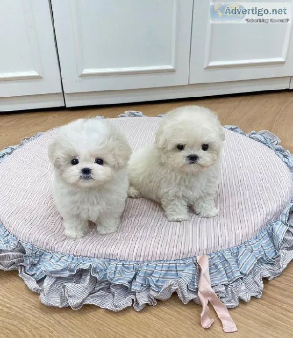 Adorable teacup maltese for sale