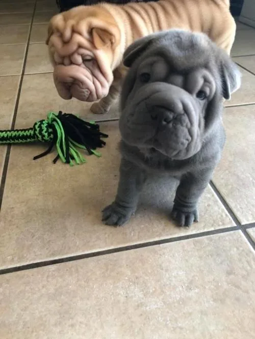 Lovely Chinese Shar-pei Puppiesfor Sale