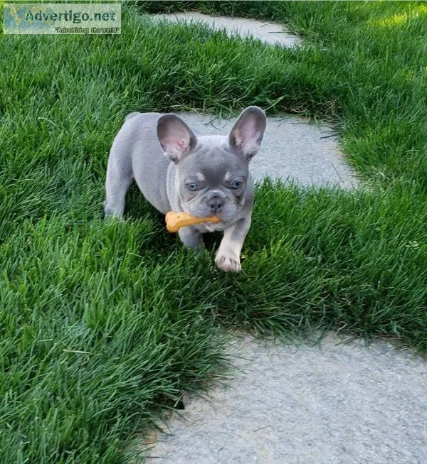 Adorable french bulldog puppies