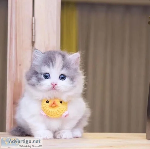 11 weeks Munchkin kittens for loving homes