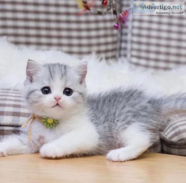 Trained Munchkin kittens