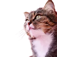 Are you looking for a dependable cat sitting service in Chicago 