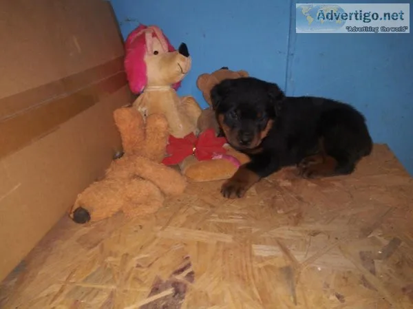 German Rottweiler puppies ready