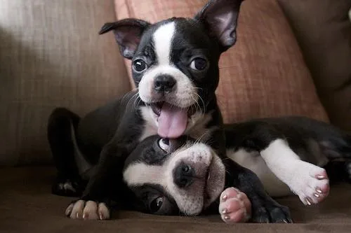 Very Healthy And Cute Boston Terrier Puppies