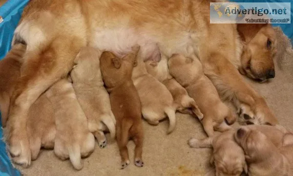 GOLDEN RETRIEVER AKC PUPPIES