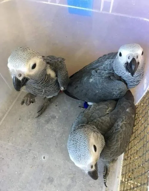 Total African Grey Parrots For Sale