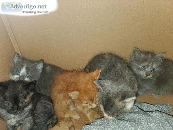 Kittens need homes ASAP.  Have not seen moms in days