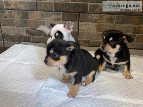 Beautiful Chihuahuas Puppies