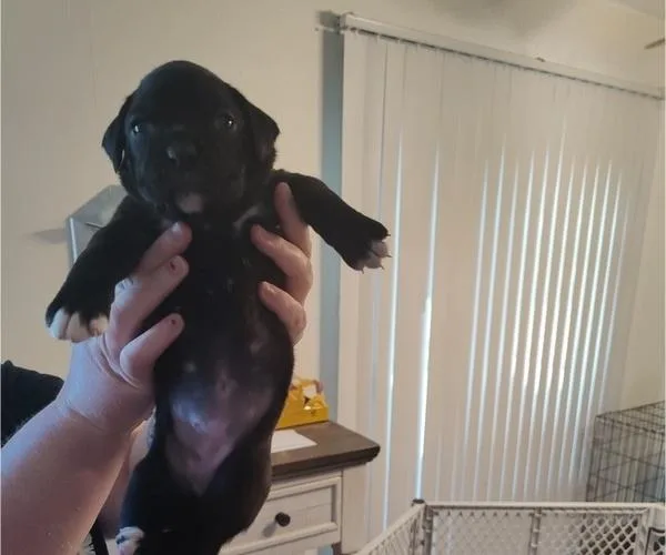 Boxer Puppies 10 weeks old