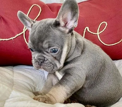 Stunning grey french bulldog puppies