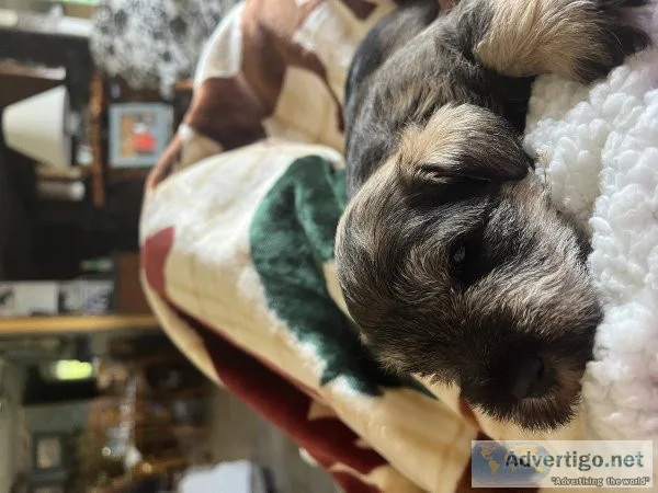 Miniature schnauzer puppies