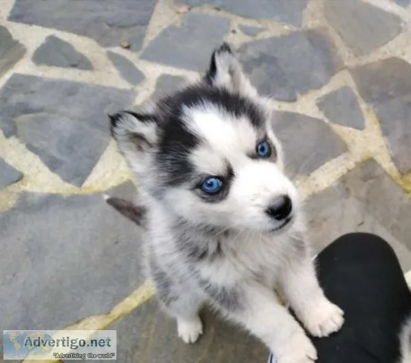 Siberian Husky Puppies Available