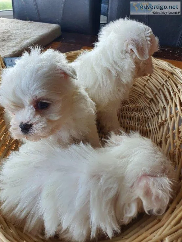 KC Registered Maltese puppies
