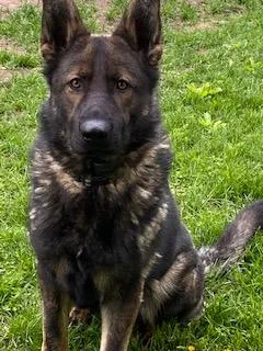 Male German Shepherd