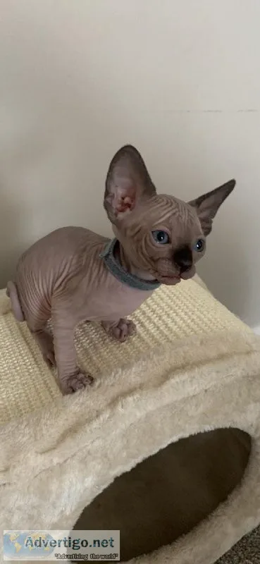 Sphynx kittens Female