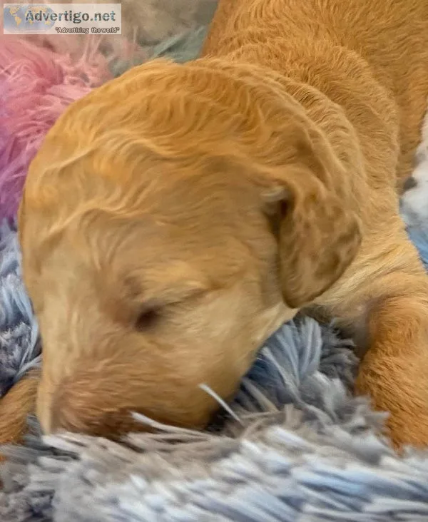 F1b Goldendoodles Gorgeous
