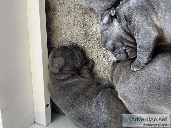 French Bulldog Puppies