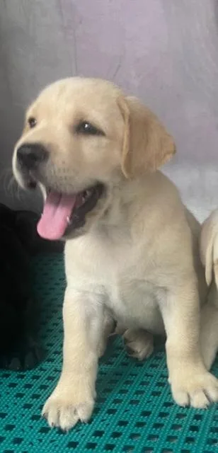 Akc Labs