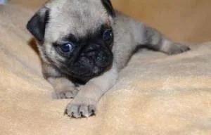 Pugs Kc Registered Black To Black Pugs