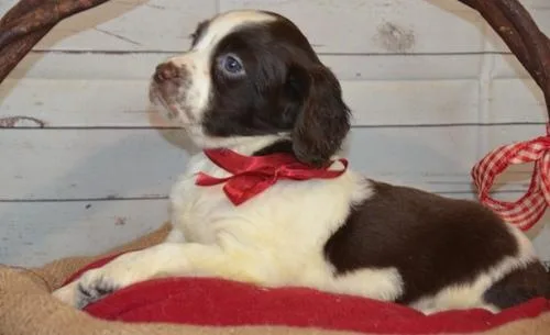 English Springer Spaniel Puppies For Sale