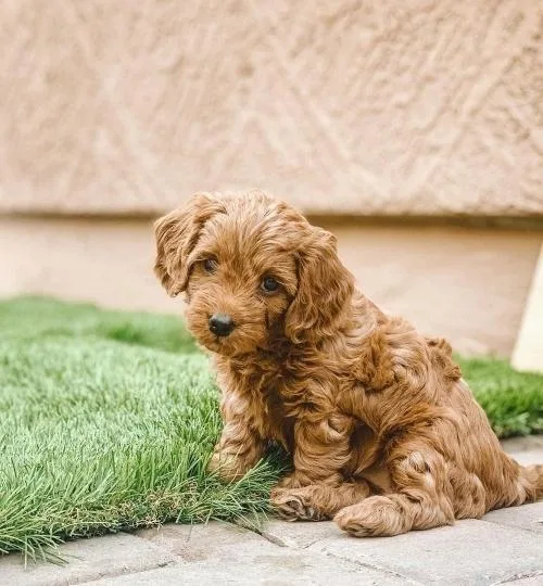 Two Cavapoo Puppies For Adoption.