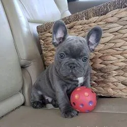 Cutest Male and Female French bulldog Puppies